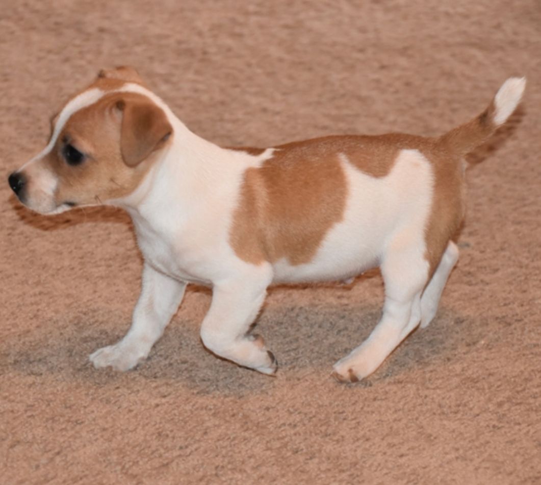 comprar cachorros sanos, baratos y asequibles para la venta